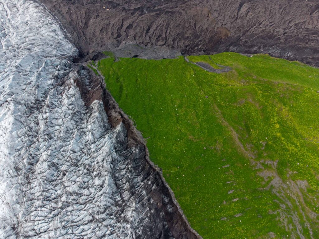 De Falljökull schuurt langs de met lupine begroeide morene, augustus 2023.