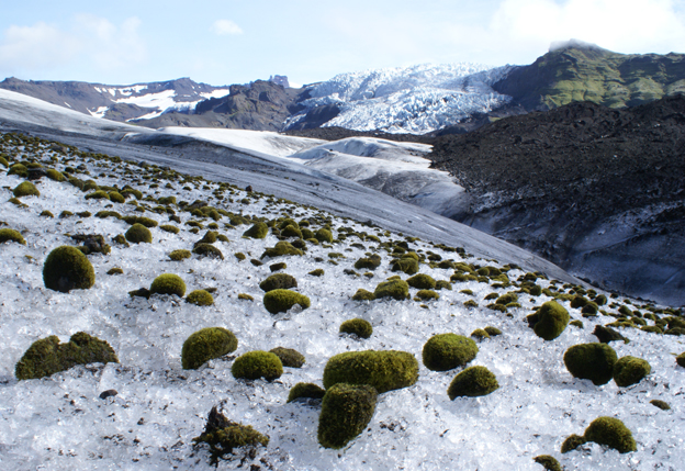 Glacier mice on Virkisjökull. Photograpger: Darrel Swift, University of Sheffield.