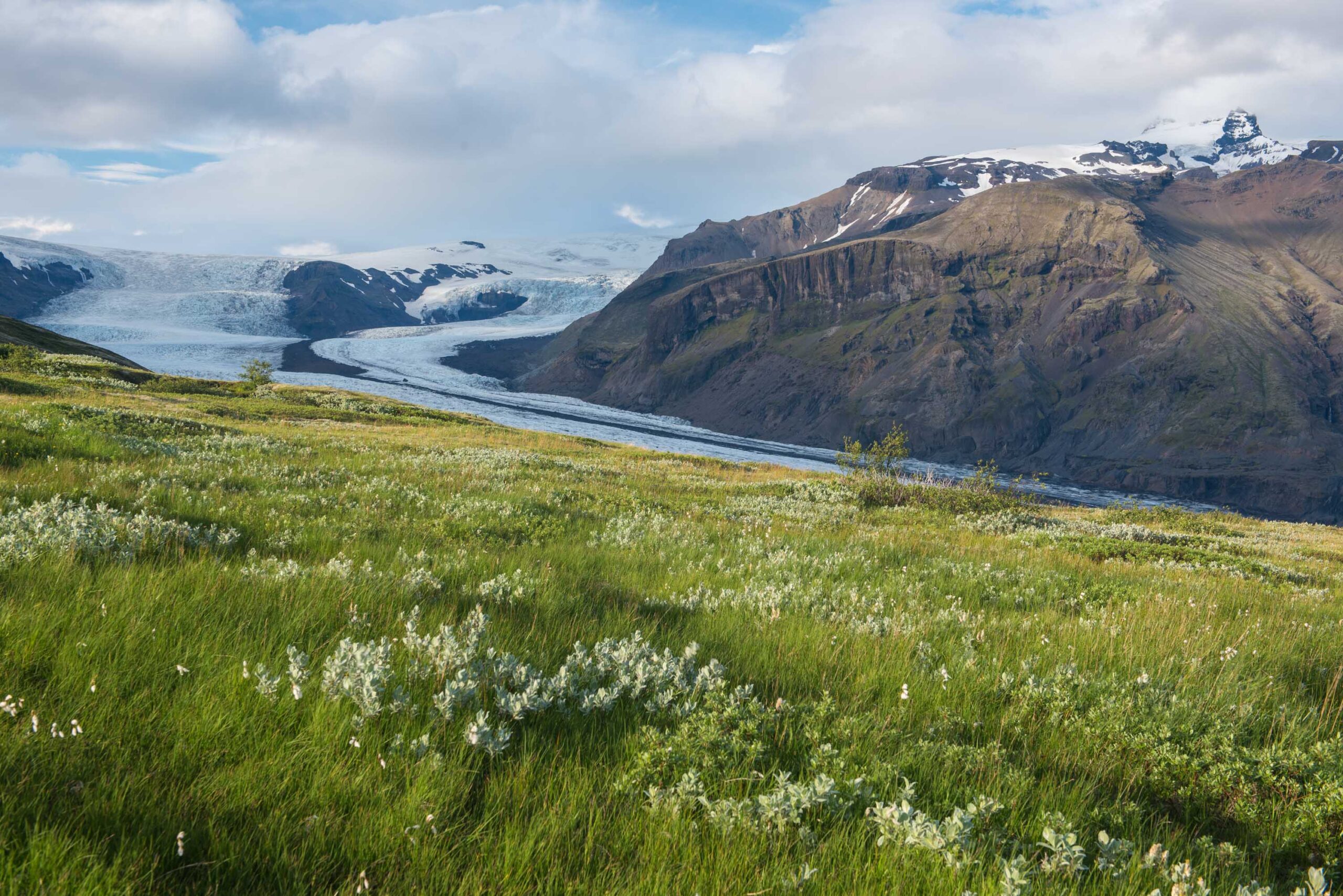 De rijkbegroeide Skaftafellsheiði naast de Skaftafellsjökull.