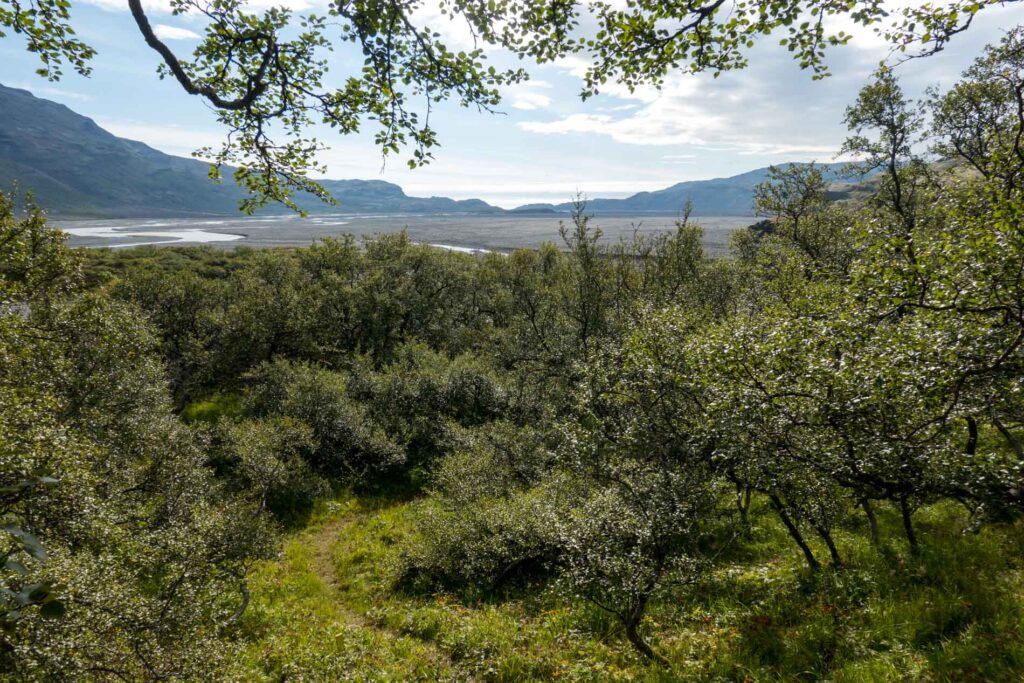 Forrests occupy the foothills of Lónsöræfi.