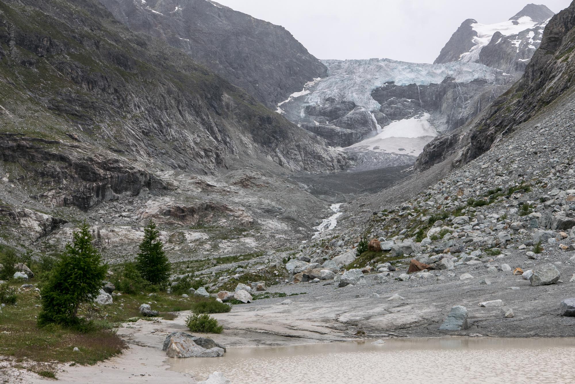 Trees growing at the foot of the lateral moraine, with Mont Miné Glacier in the background.