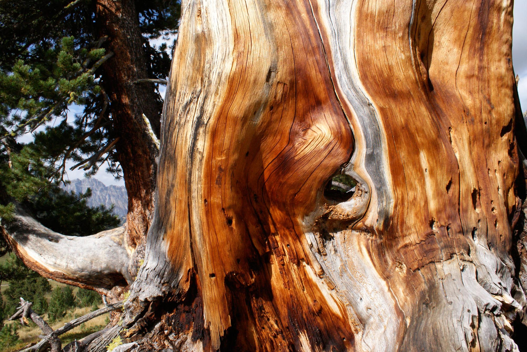 Stump of a swiss pine tree in God da Tamangur.