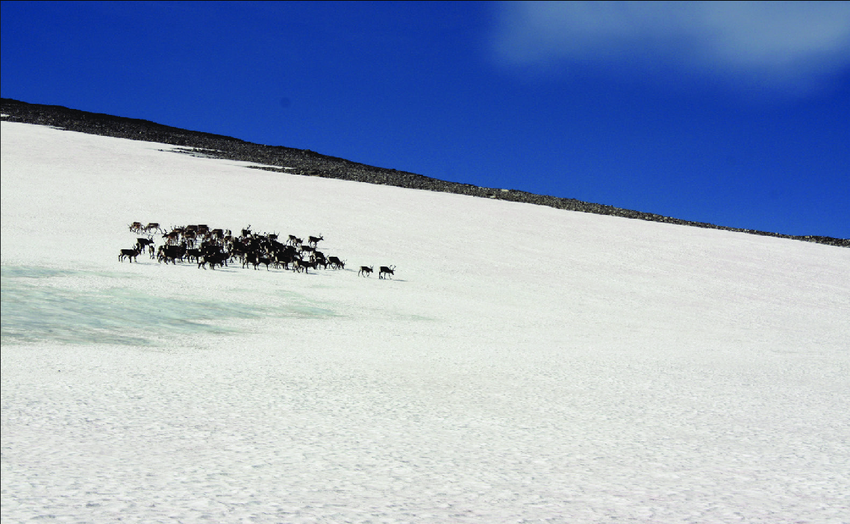 Reindeer on the ice patch of Juvfonne. Photographer: Brit Solli.