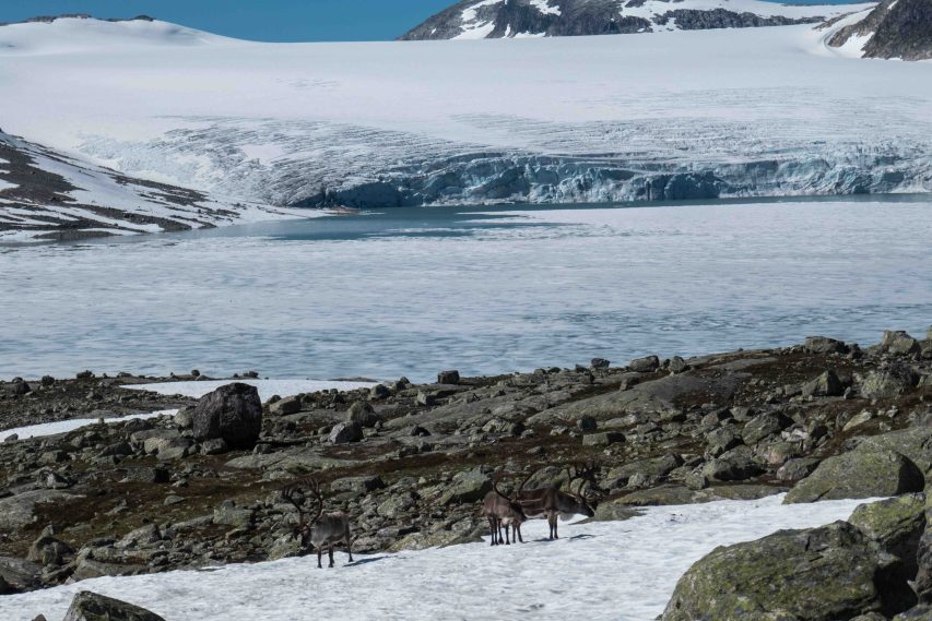 Rendieren koelen op een warme dag af boven de sneeuw met de Austdalsbreen op de achtergrond, augustus 2020.