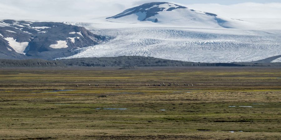 Rendieren doorkruisen het groene dal voor de Eyjabakkajökull, juni 2023.