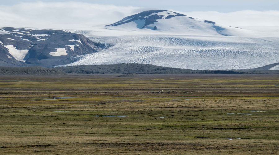 Herds of Reindeer graze in front of Eyjabakkajökull, June 2023.