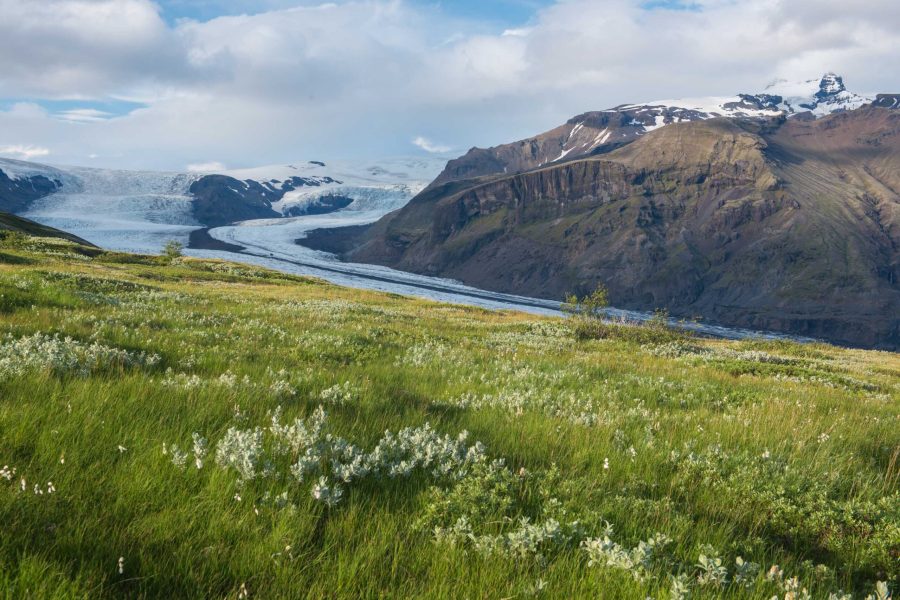 Lush vegetation covers Skaftafellsheiði next to Skaftafellsjökull.