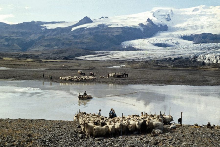 Sheep are ferried across Jökulsá with Kvískerjajöklar in the background, 1960. Photo by Hálfdan Björnsson in Björnsson, Glaciers of Iceland (2017:454).